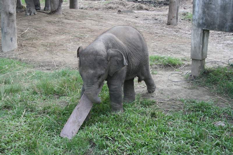 India & Nepal 2011 - 0600